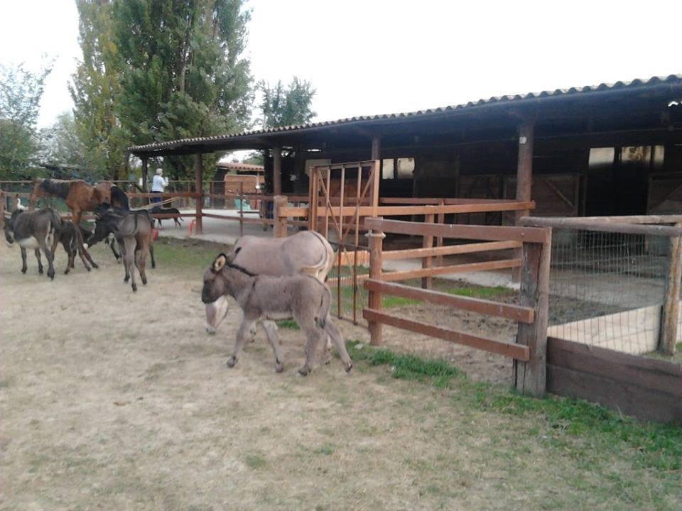 Agriturismo Casa Carpanelli Nonantola Exterior foto